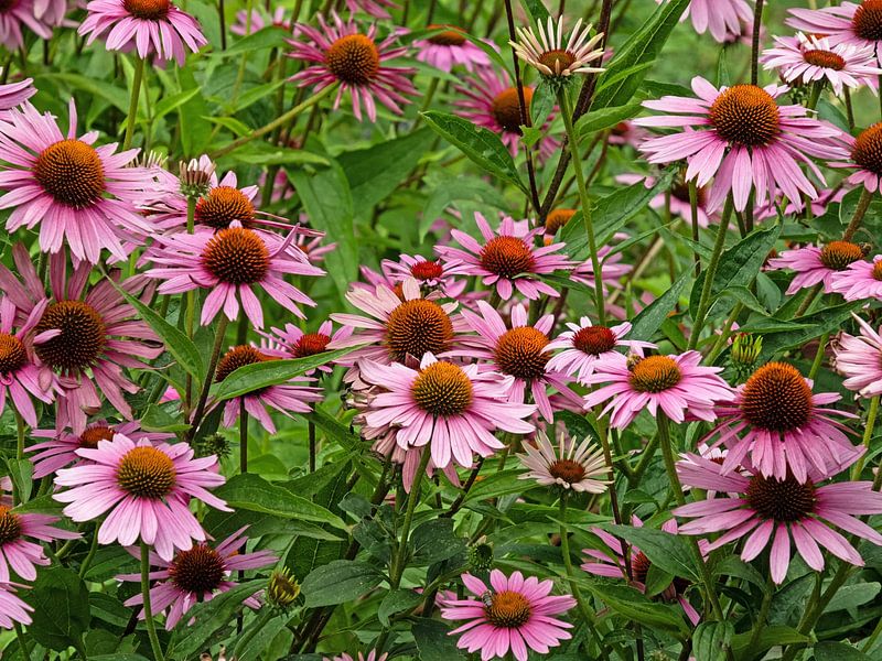 Echinacea flowers by Katrin May