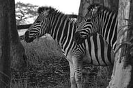 Zebras nebeneinander von Dustin Musch Miniaturansicht