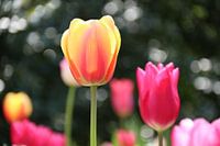 Tulipe | Pays-Bas