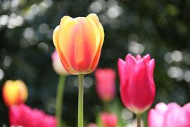 Tulip | Netherlands by Claudia van Kuijk