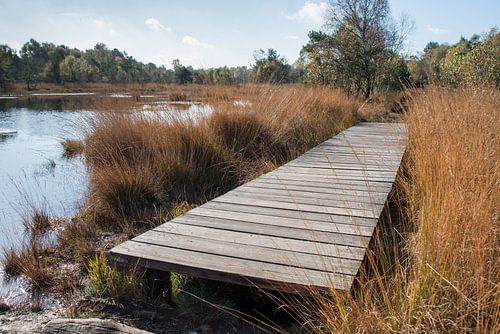 plankier bij een meertje in het natuurgebied gilderhauser venn