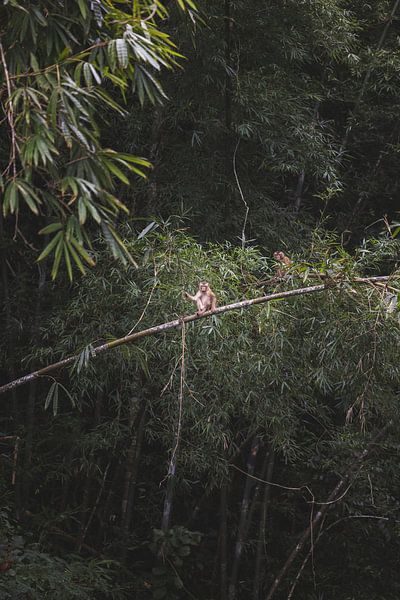 Playful Monkeys of Cheow Lan Lake by Ken Tempelers