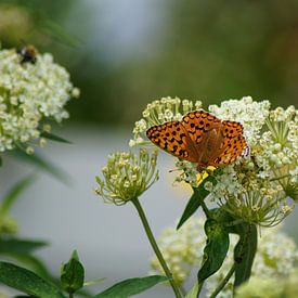 Schmetterling Kaisermantel auf weißer Blüte von Karsten Mücke