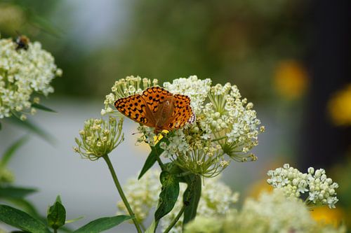 Schmetterling Kaisermantel auf weißer Blüte
