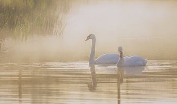 zwanen mist