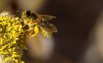 Een van de eerste honingbijen van 2021 in het Savelsbos van Mike Broers