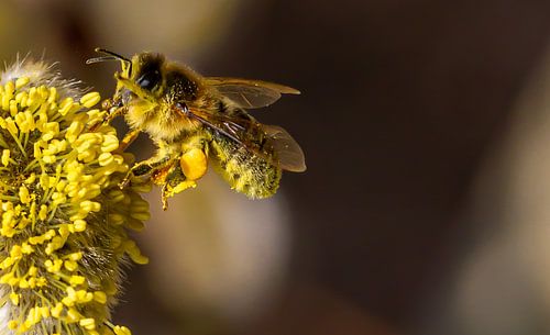 Eine der ersten Honigbienen des Jahres 2021 im Savelsbos
