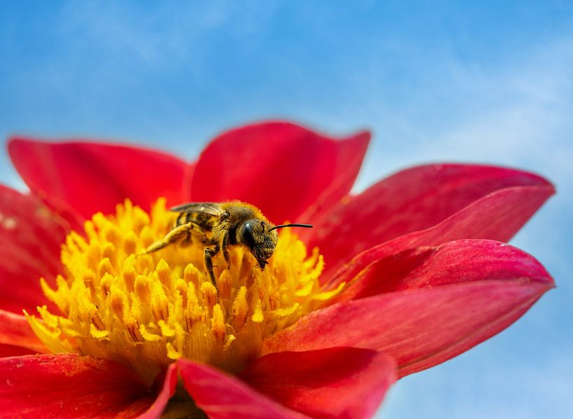 Furchenbiene auf der Blüte einer roten Dahlie von ManfredFotos