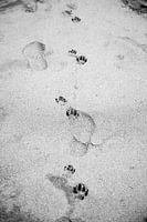 Paw prints in the sand | Black and white photo