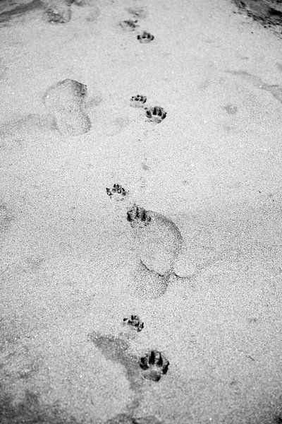 Paw prints in the sand | Black and white photo by Madinja Groenenberg