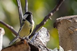 Die auffällige Kohlmeise des grünen Waldes von Swen van de Vlierd