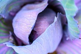 Chou rouge frais poussant dans un jardin potager biologique sur Sjoerd van der Wal Photographie