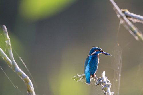IJsvogel tussen de takken