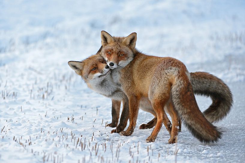 Rode vos ( Vulpes vulpes ), twee vossen die samen knuffelen in sneeuw en ijs, wilde dieren, Europa. van wunderbare Erde