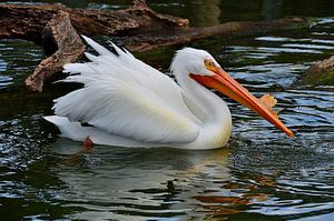 Weißer Pelikan in Miami