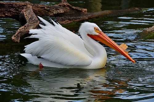 Witte pelikaan in Miami