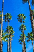 Airy palms