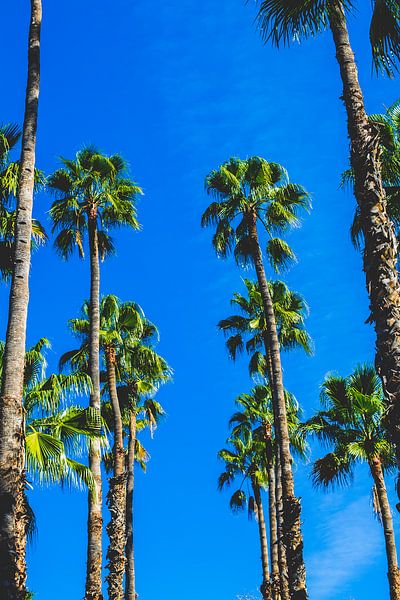Airy palms by Lotte Spek