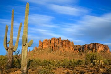 Saguaro-Kaktus in den Superstition Mountains im Lost Dutchman State Park, Arizona