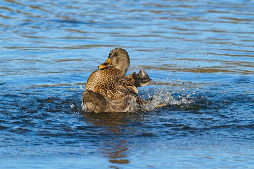 Canard colvert femelle en train de soigner son plumage