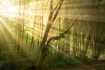 Light Master by Koen Boelrijk Photography