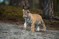 Koenigstiger ( Panthera tigris ), Jungtier in natürlicher Umgebung, Katzenkinder, Tierkinder von wunderbare Erde Miniaturansicht