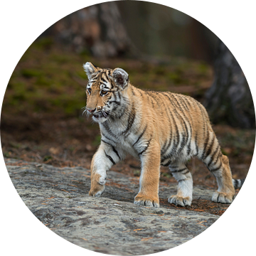Royal Bengal Tiger ( Panthera tigris ), walking over rocks, on silent paws, full body, frontal side  van wunderbare Erde
