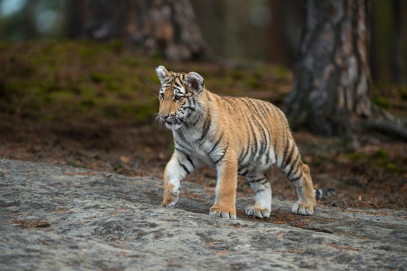 Koenigstiger ( Panthera tigris ), Jungtier in natürlicher Umgebung, Katzenkinder, Tierkinder von wunderbare Erde