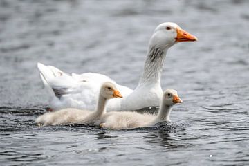 Ganzenkuikens Zwemmend naast Moeder op Kalm Water van Femke Ketelaar