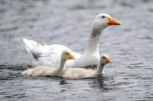 Ganzenkuikens Zwemmend naast Moeder op Kalm Water