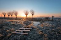 Kopfweiden in der Morgendämmerung