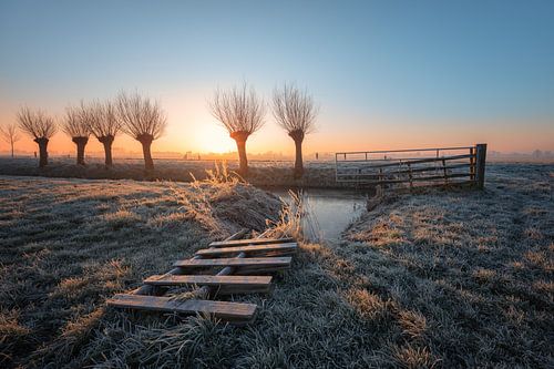 les saules têtards à l'aube