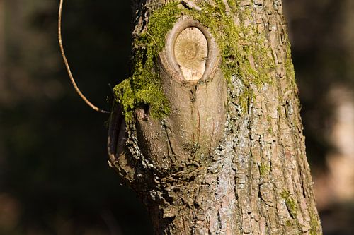 Houten gezicht in een boomstam