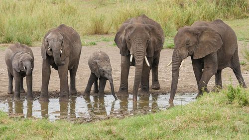 Olifanten drinken uit poel in Afrika