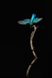 Dark Kingfisher by Sascha Sirch