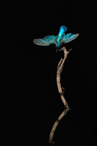 Dark Kingfisher