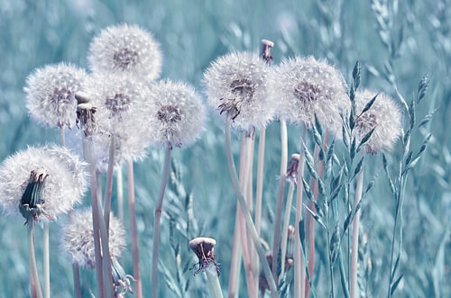 Dandelions