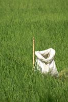 Verzamelzak in rijstveld