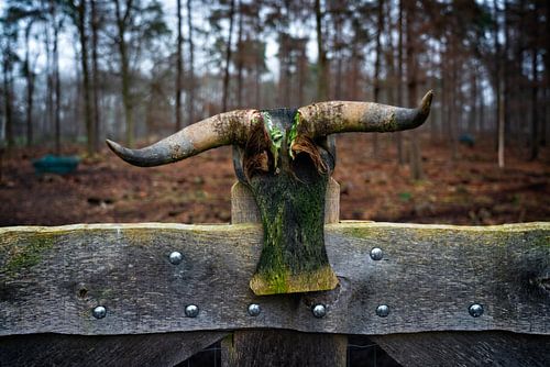 La clôture de Hoorn