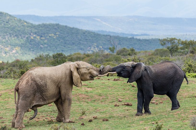 Ein grauer und ein schwarzer Elefant im Zweikampf im Addo Elephant Park in Südafrika von WorldWidePhotoWeb