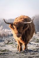 Schotse hooglander in bevroren veld