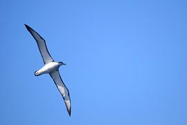 A Buller's Albatross by Frank's Awesome Travels