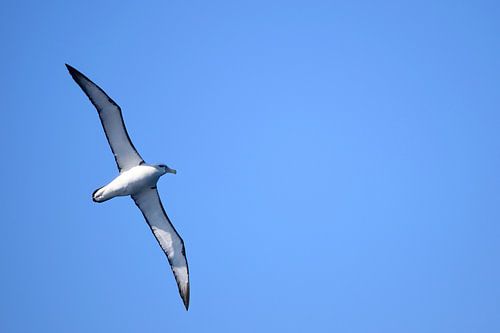 Een Bullers Albatros