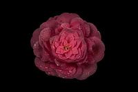 Carnation with drops.