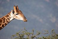 Giraf bij acacia van Anja Brouwer Fotografie thumbnail