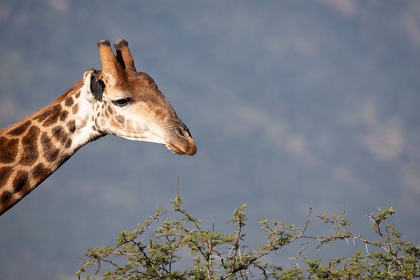 Giraf bij acacia van Anja Brouwer Fotografie