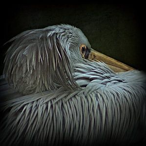 pelican van bob van den berg