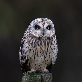 Velduil wachtend om zijn prooi aan te vallen