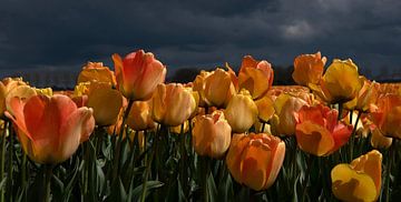 Orange-gelbe Tulpen vor dunklem Hintergrund von Franke de Jong