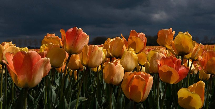 Oranjegele tulpen tegen een donkere achtergrond van Franke de Jong